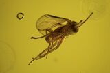 Two Fossil Flies (Diptera) In Baltic Amber #90775-2